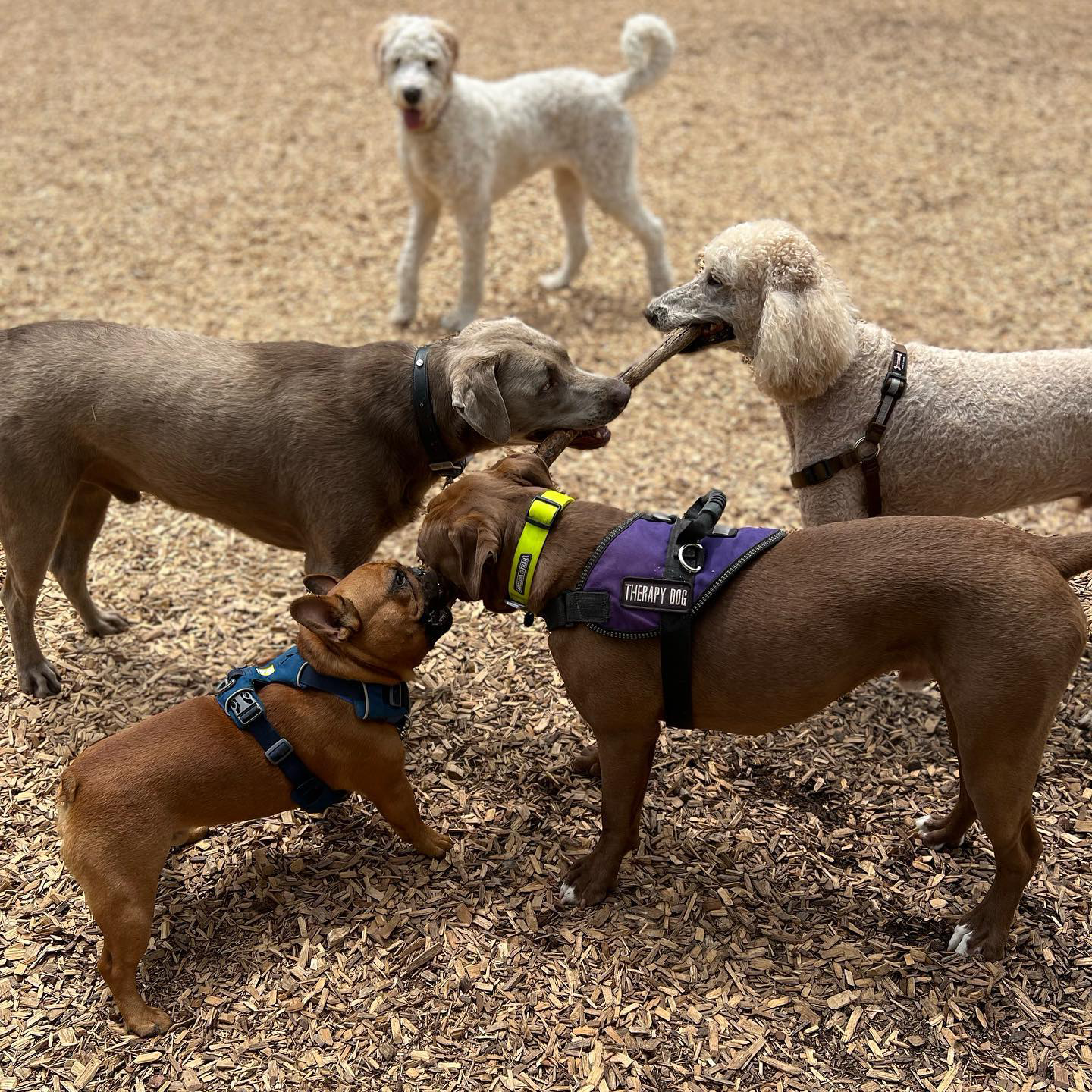 Group Walk